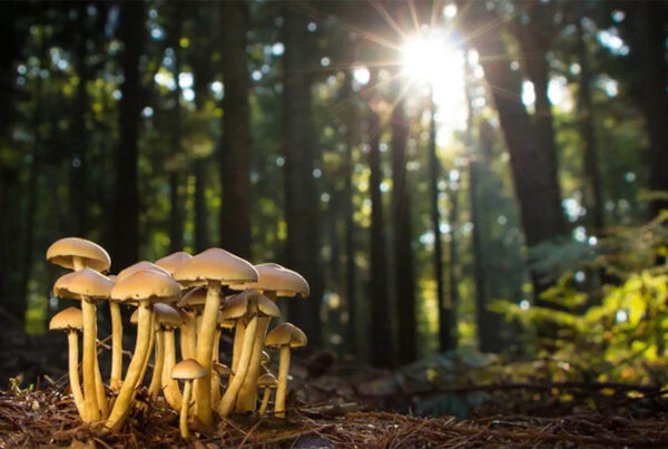 Mainstream media's madness on magic mushrooms